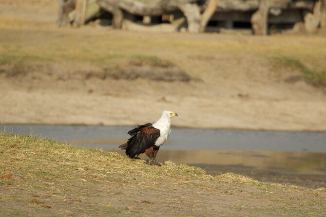 Full Day Birding Zambezi National Park Includes Picnic Lunch - Searching for Eagles and Vultures as the Day Warms