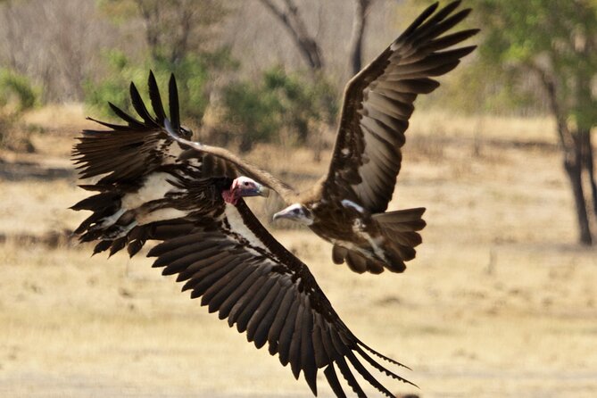 Full Day Birding Zambezi National Park Includes Picnic Lunch - Woodland Birding After Lunch