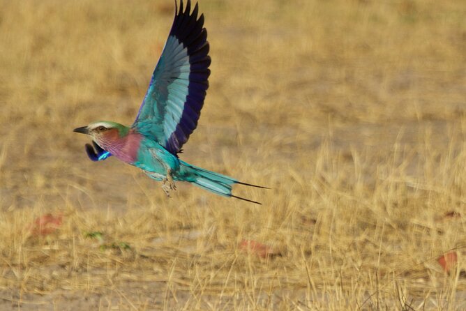 Full Day Birding Zambezi National Park Includes Picnic Lunch - Is $200 a Fair Price?
