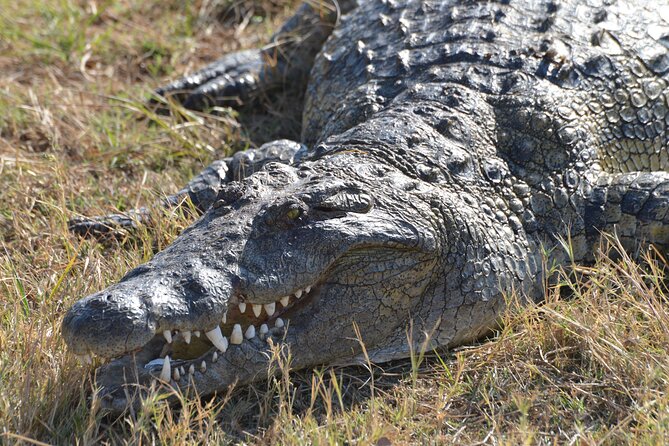 Full Day Chobe Trip with Lunch - What makes this Chobe day trip worth considering