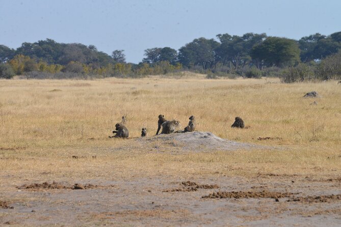 Full Day Chobe Trip with Lunch - From Victoria Falls to Botswana by road