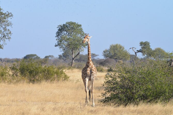 Full Day Chobe Trip with Lunch - Lunch breaks up the long safari day