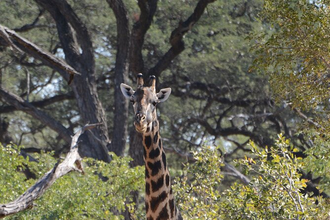 Full Day Chobe Trip with Lunch - Guides, group size, and the pace of the day