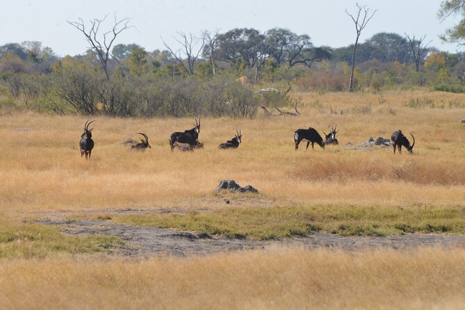 Full Day Chobe Trip with Lunch - Is $165 a fair price?