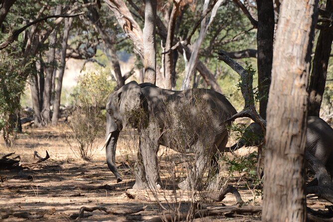 Full Day Chobe Trip with Lunch - Practical details before you reserve