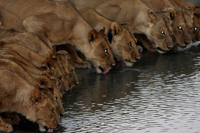 Full Day Hwange Day Trip - Why Hwange makes a worthwhile day trip from Victoria Falls