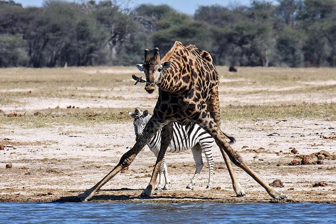 Full Day Hwange Day Trip - Lunch at 13:00 inside the park