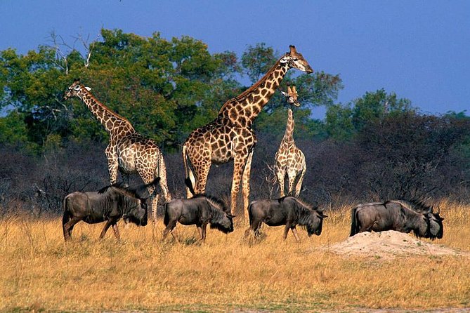 Full Day Hwange Day Trip - The 05:30 pickup and the road to Hwange