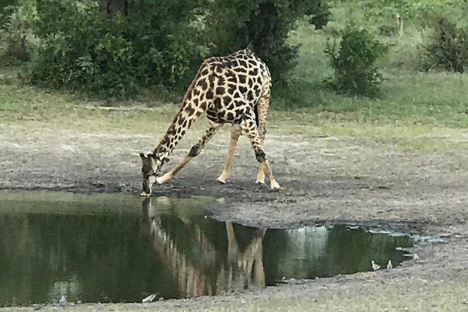 Full-Day Hwange National Park Tour from Victoria Falls - Leaving Victoria Falls at 6:00 am