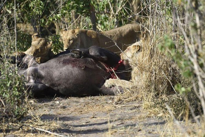 Full-Day Hwange National Park Tour from Victoria Falls - Searching for elephants, lions, and smaller animals