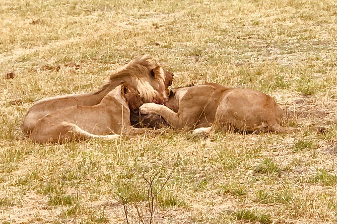 Full-Day Hwange National Park Tour from Victoria Falls - Lunch at a viewing platform