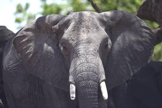 Full-Day Hwange National Park Tour from Victoria Falls - The guides and vehicle make a difference