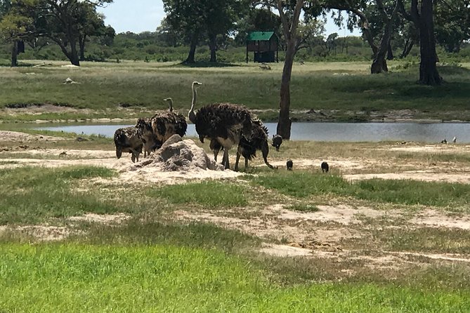 Full-Day Hwange National Park Tour from Victoria Falls - Is $275 per person good value?
