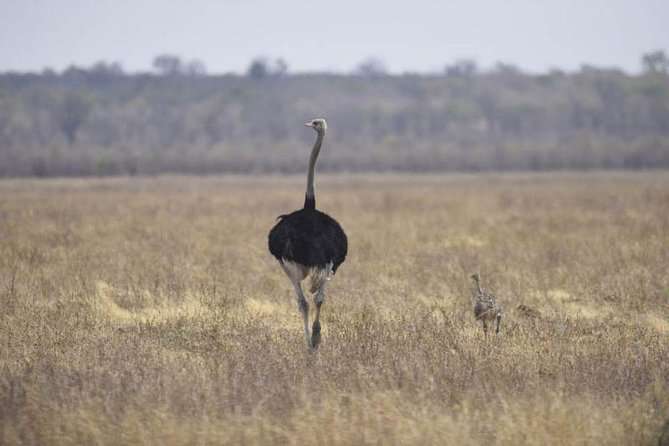 Full-Day Hwange National Park Tour from Victoria Falls - Who will enjoy this day most?
