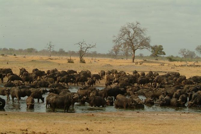 Full-Day Hwange National Park Tour from Victoria Falls - Starting at Hwange Main Camp around 8:30 am