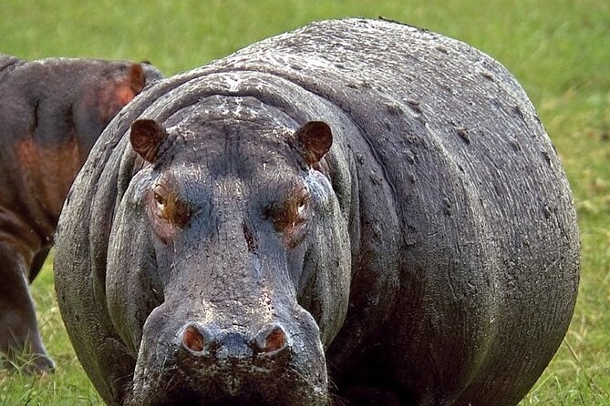 Full-Day Safari Chobe National Park and boat safari - Why Chobe makes sense from Victoria Falls