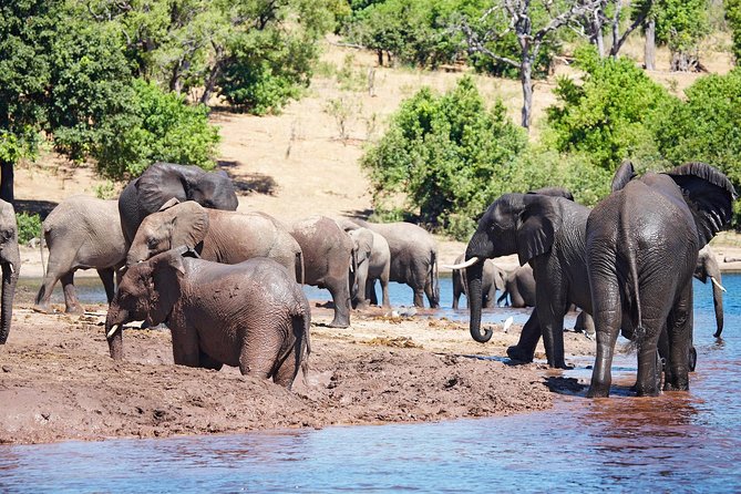 Full Day Zambezi National Park Golden Safari - Key things to know before booking