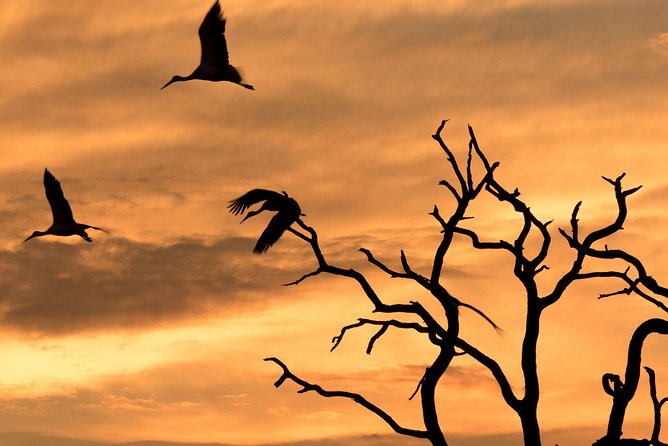Full-Day Zimbabwe Zambezi National Park Safari & Lunch - Key points to know before booking