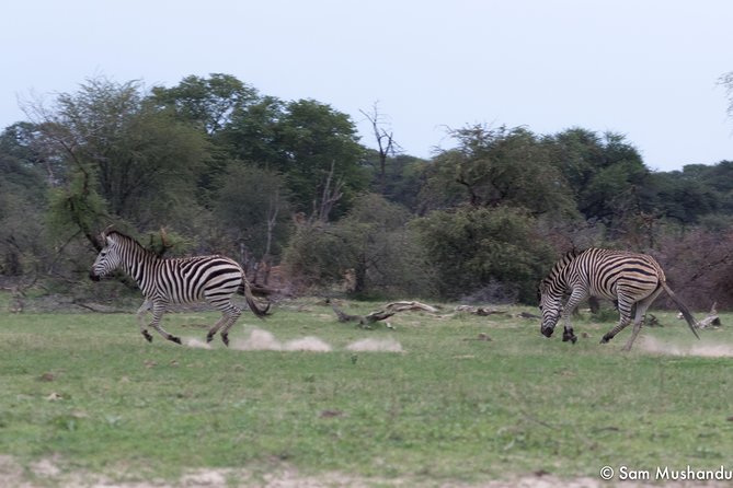 Full-Day Zimbabwe Zambezi National Park Safari & Lunch - The river frontage, where water shapes the search