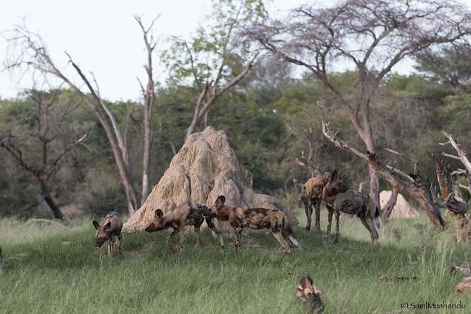 Full-Day Zimbabwe Zambezi National Park Safari & Lunch - Lunch in the park, with one detail to confirm