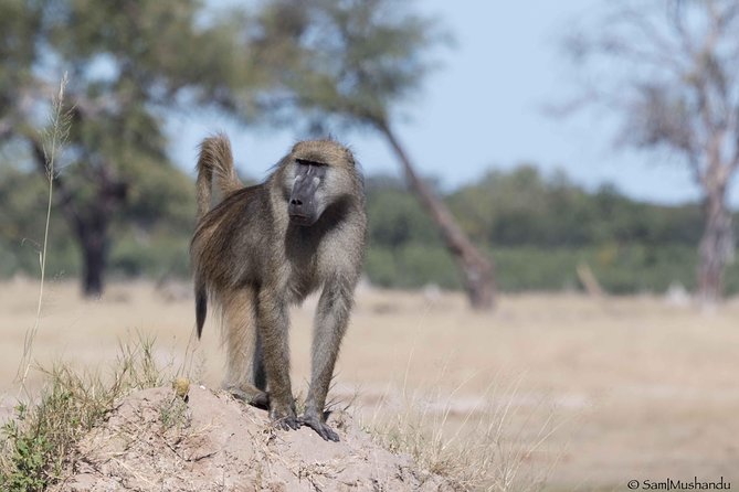 Full-Day Zimbabwe Zambezi National Park Safari & Lunch - Who will enjoy this safari most?