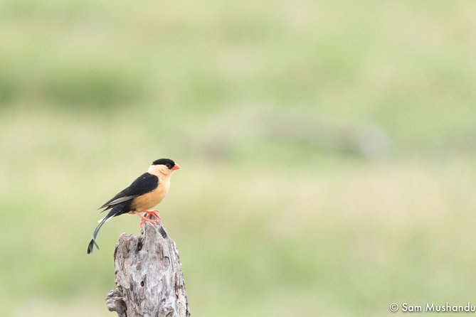 Full-Day Zimbabwe Zambezi National Park Safari & Lunch - Chamabondo Vlei brings a second kind of game drive
