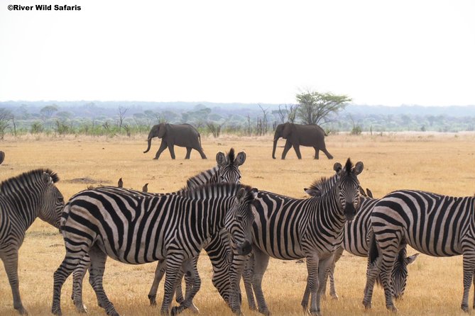 Game Drive (AM / PM) - Zambezi National Park - River Wild Safaris - Hotel pickup keeps the morning simple