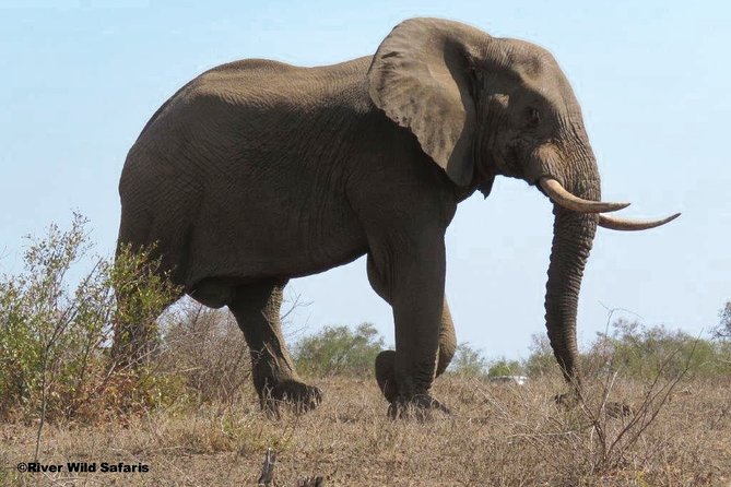 Game Drive (AM / PM) - Zambezi National Park - River Wild Safaris - Morning drives begin with cooler air and breakfast
