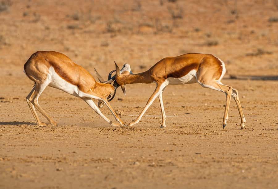 Game drive in Victoria Falls - Elephants, lions, painted dogs, and smaller sightings