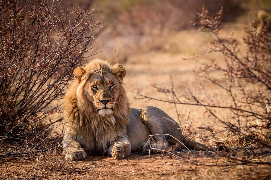 Game drive in Victoria Falls - The guide can make or break the morning