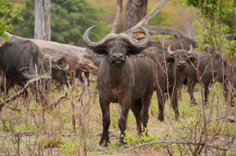 Game drive in Victoria Falls - The early start and the cold-weather warning