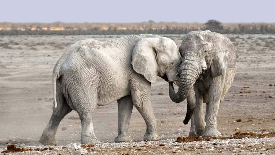 Game drive in Victoria Falls - Who will enjoy this game drive most?