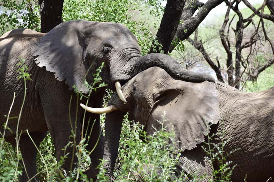 Game drive in Victoria Falls - What the three-hour drive is really like