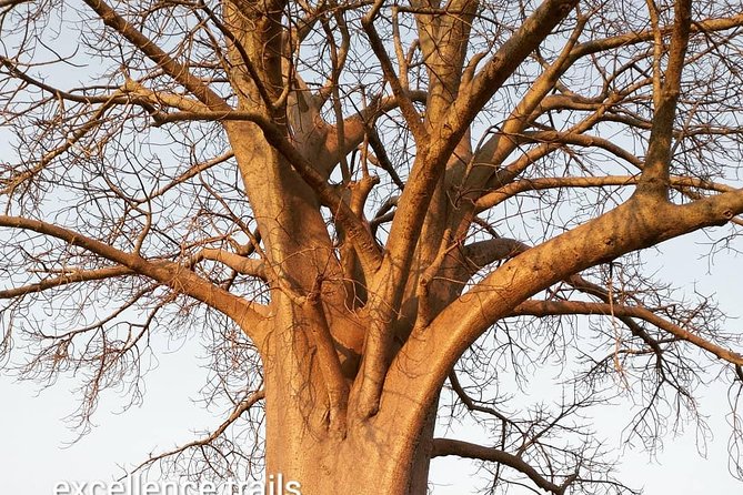 Game Drive in Zambezi National Park Morning or Afternoon - The $85 price and what it covers