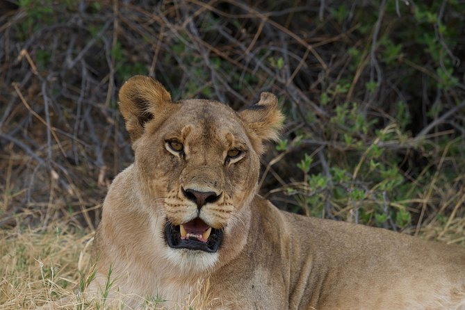 Game Drives - A quick wildlife escape from Victoria Falls