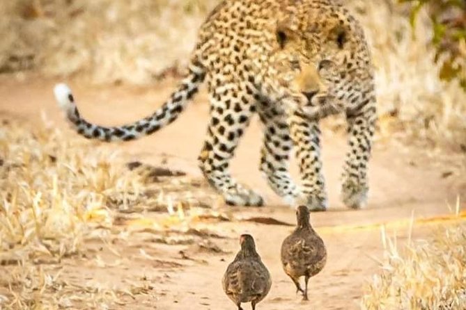 Game Drives - The animals you have the best chance to see