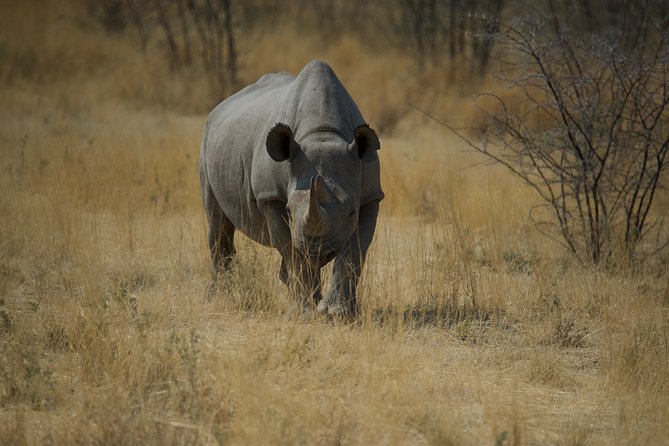 Game Drives - Big cats and the limits of luck