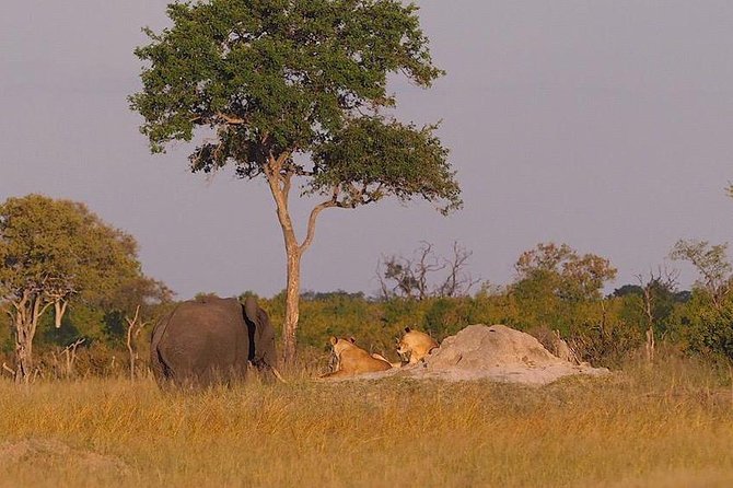 Game Drives - Why a small group makes a difference