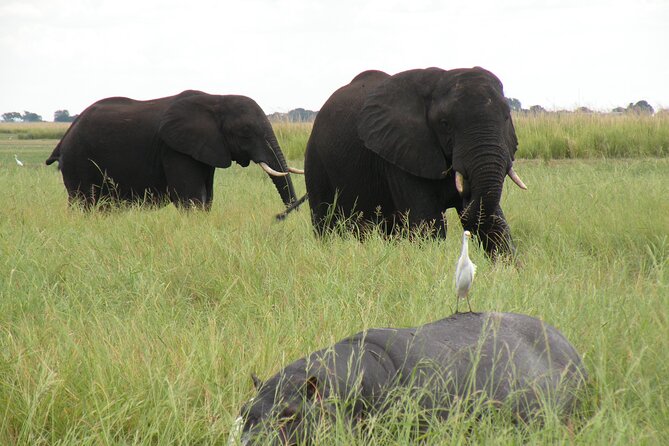 Game Drives in the Zambezi National Park - Leaving Victoria Falls for the Zambezi National Park