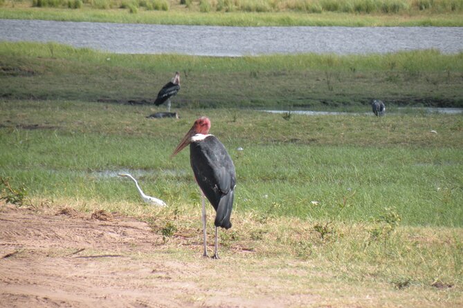 Game Drives in the Zambezi National Park - Picking routes and areas for your time