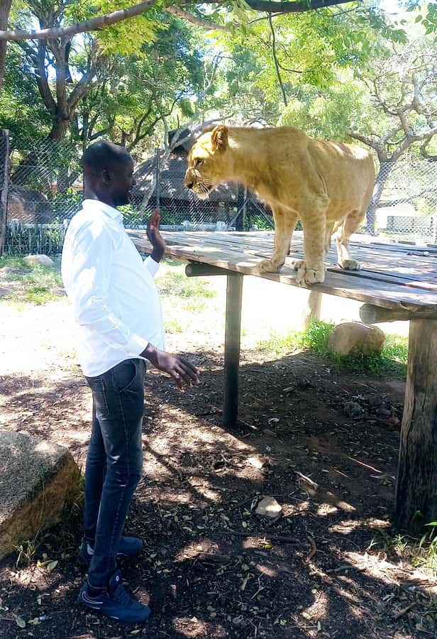 Harare: Half Day Outdoor Adventure - From Urban Streets to Lion Park Safari