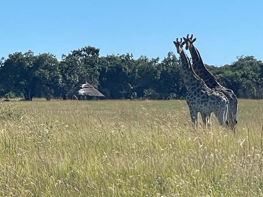 Harare: Half Day Outdoor Adventure - Should You Book Sir Lance’s Harare Adventure?