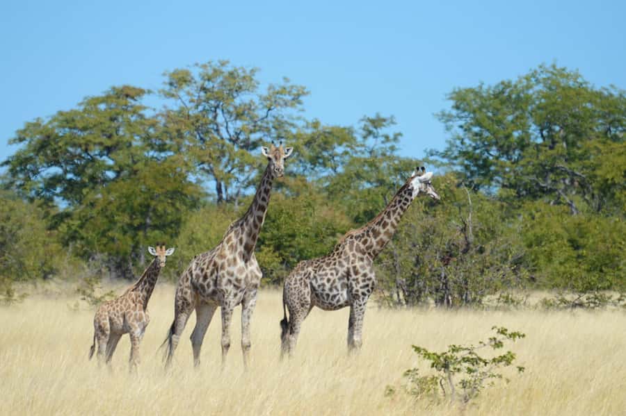 Hwange Full Day Safari from Victoria Falls - Key points to know before booking