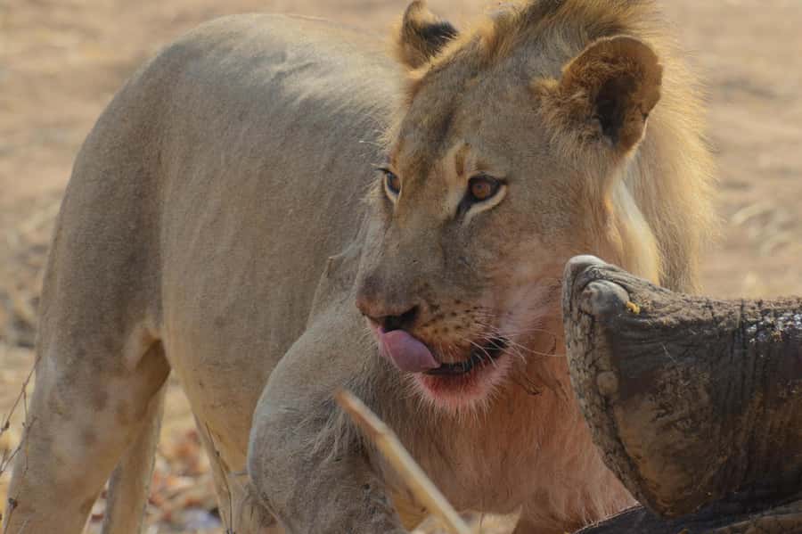 Hwange Full Day Safari from Victoria Falls - Why Hwange is worth the long road from Victoria Falls