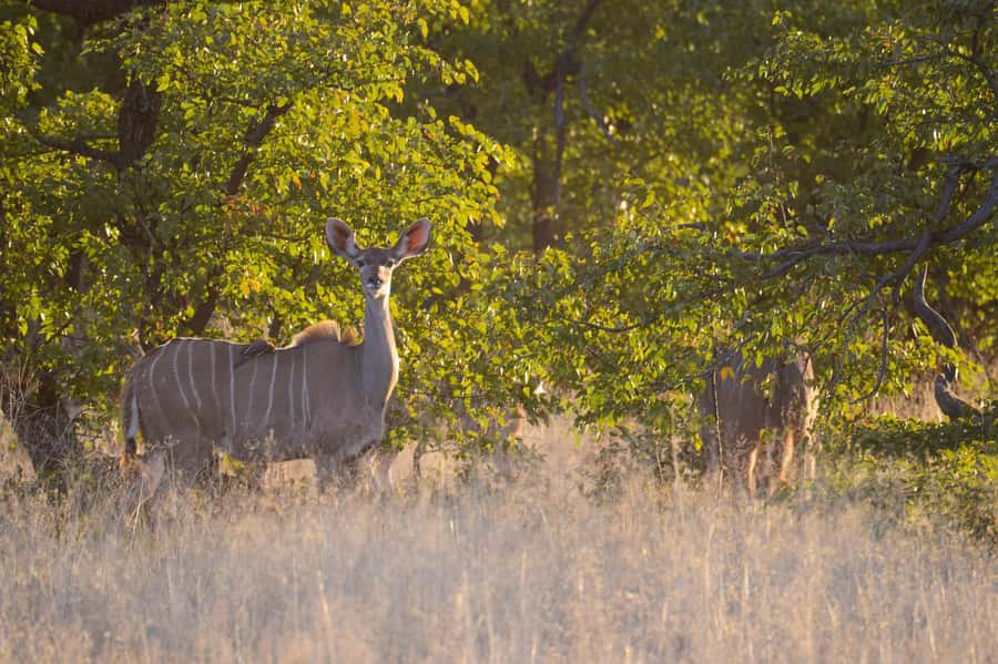 Hwange Full Day Safari from Victoria Falls - Arrival at Main Camp and the open safari vehicle