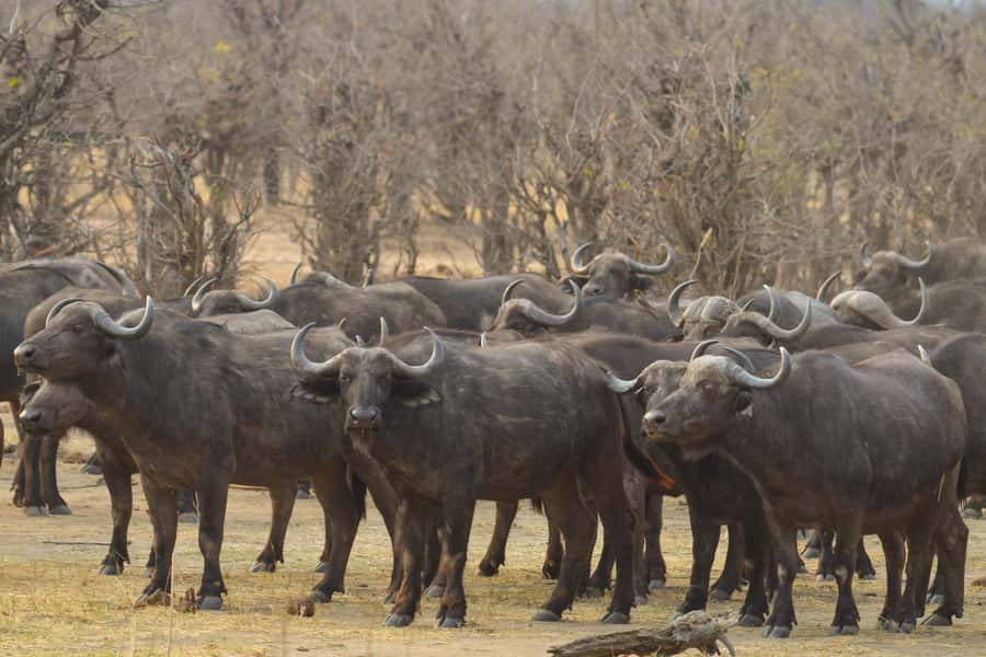Hwange Full Day Safari from Victoria Falls - The 6:00 am pickup and the road into Hwange