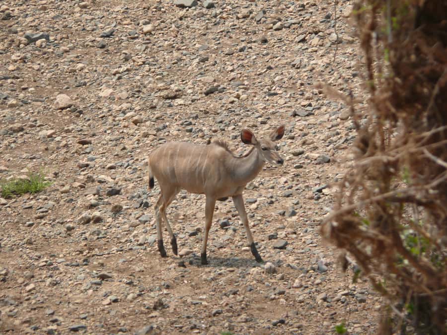 Hwange National Park Day Trip from Victoria Falls - Key points to know before booking