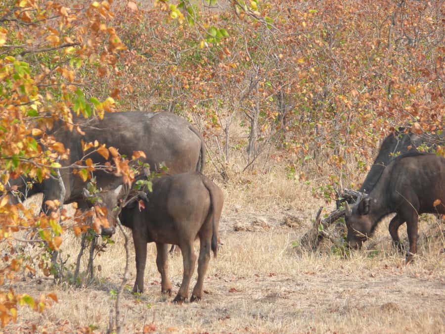 Hwange National Park Day Trip from Victoria Falls - Your first game drive and the park lodge stop