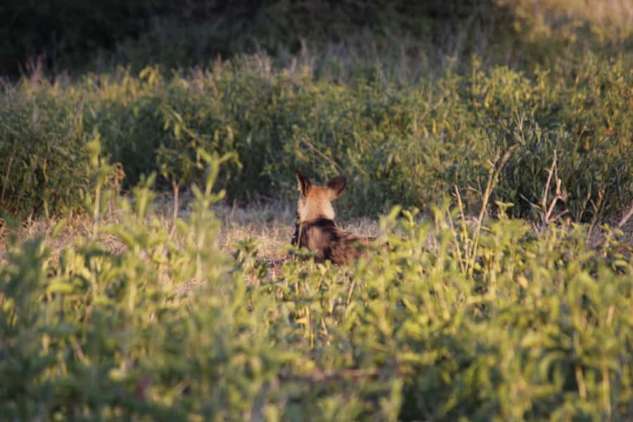 Hwange National Park Day Trip from Victoria Falls - Wildlife at Hwange’s waterholes
