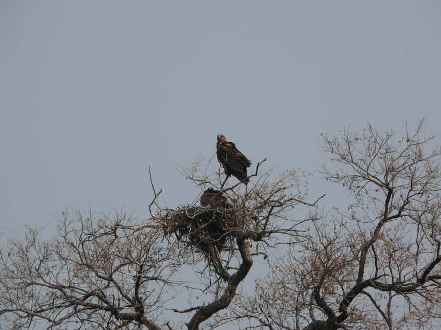 Hwange National Park Day Trip from Victoria Falls - Picnic lunch, drinks, and the midday pause